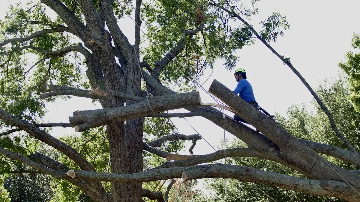 Professional Hazardous Tree Removal performed by certified arborists in Lake