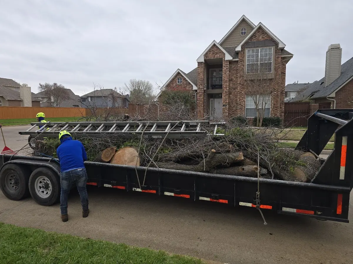 Expert Tree Removal with proper safety equipment in Lake